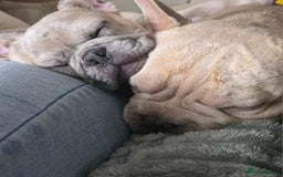 French Bulldog dogs for sale: GOLDEN French Bulldog  - Image 14