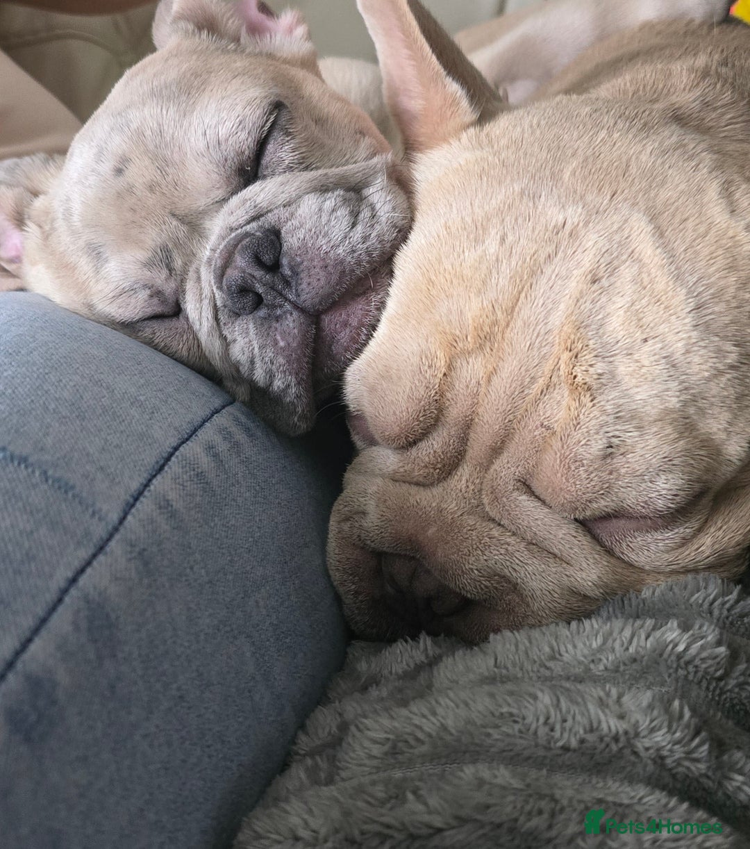 French Bulldog dogs for sale: GOLDEN French Bulldog  - Image 14