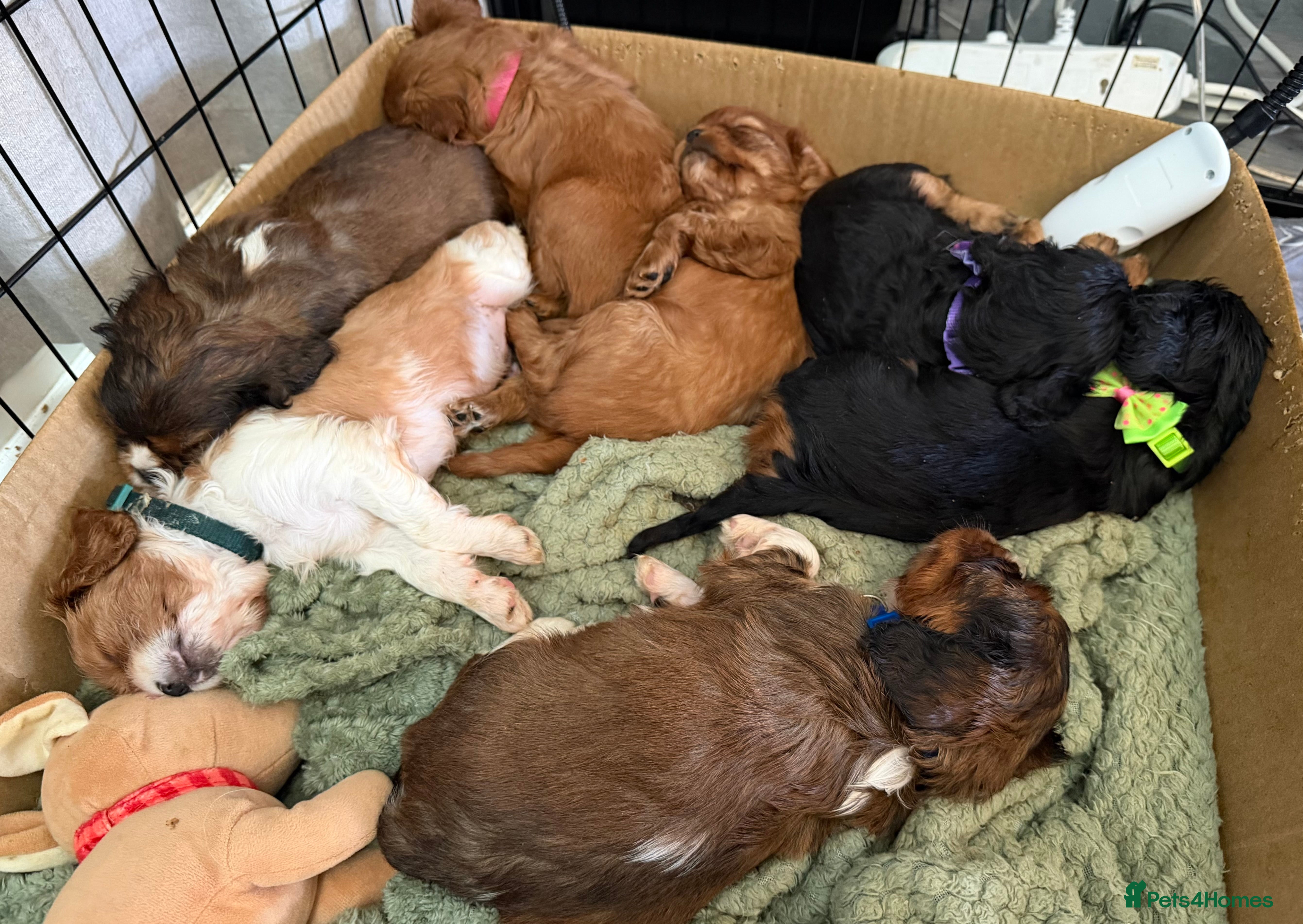 Cavalier King Charles Spaniel dogs Cavalier King Charles Spaniels Puppies for sale - Advert 4