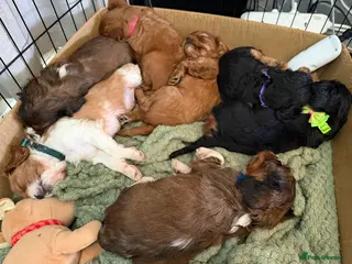 Cavalier King Charles Spaniel dogs Cavalier King Charles Spaniels Puppies for sale - Advert 1