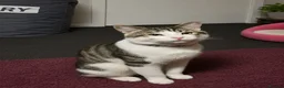 Domestic Shorthair cats for sale: Gorgeous cat available for adoption in Wigan - Advert 3