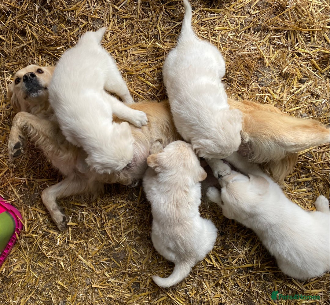 Golden Retriever dogs for sale: Golden retriever puppies for sale - Image 10