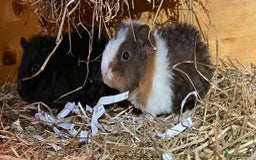 Guinea Pig rodents for sale: Trio of Teddy boys/boars/males - Image 5