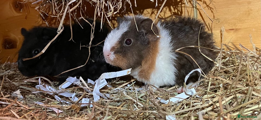 Guinea Pig rodents for sale: Trio of Teddy boys/boars/males - Image 5