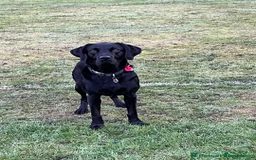 Labrador Retriever dogs for sale: 2beautiful black puppiesAVAILABLE READY to leave. - Image 26