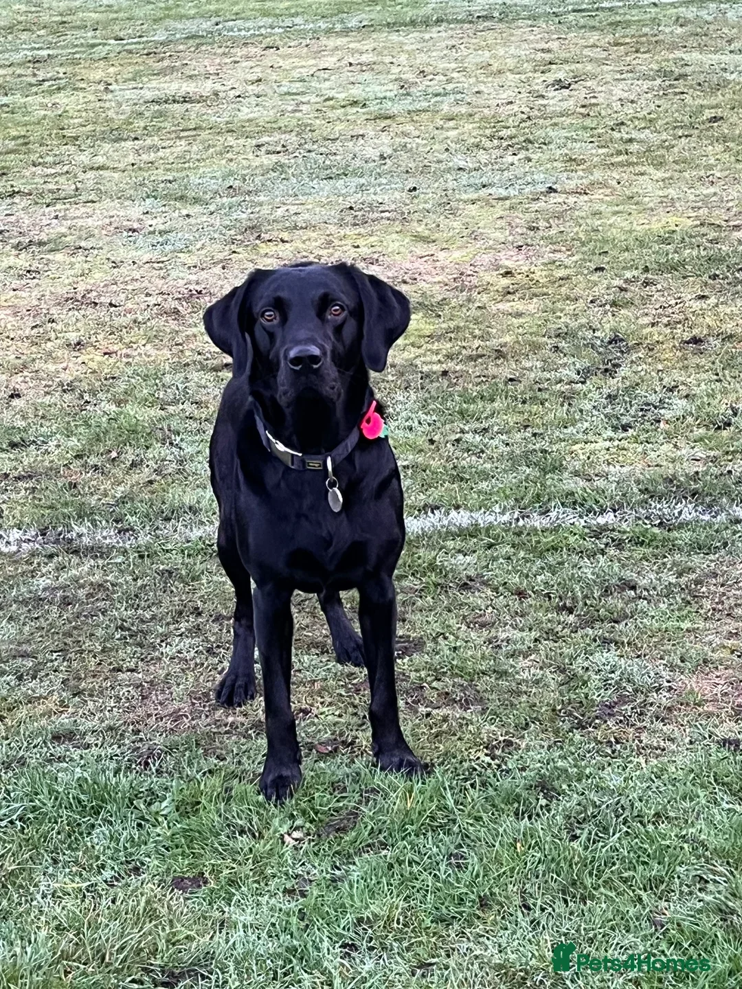 Labrador Retriever dogs for sale: 2beautiful black puppiesAVAILABLE READY to leave. - Image 26