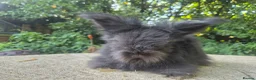 Angora rabbits for sale: 🌟STUNNING ANGORA BABIES- maxi full face 🌟 - Advert 10