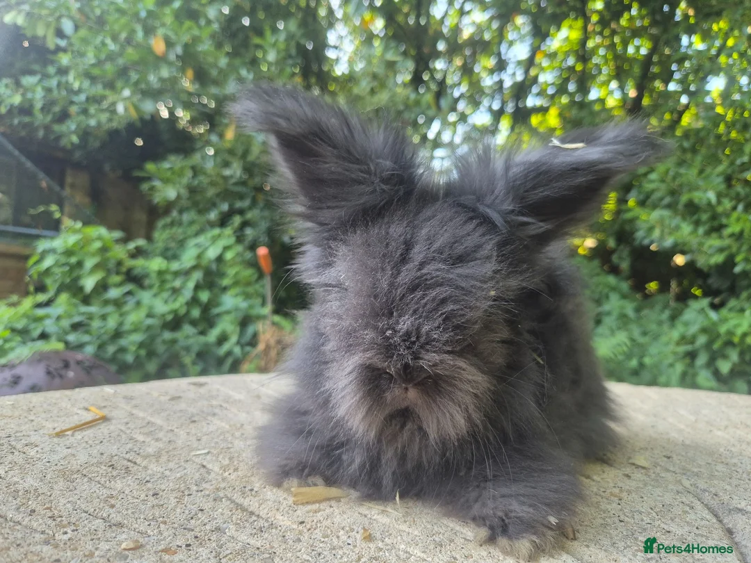 Angora rabbits for sale: 🌟STUNNING ANGORA BABIES- maxi full face 🌟 - Advert 10