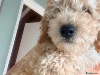 Cockapoo dogs F1B cockapoo last boy - Advert 1