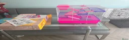 Hamster rodents for sale: Young Syrian hamster for sale - Advert 8
