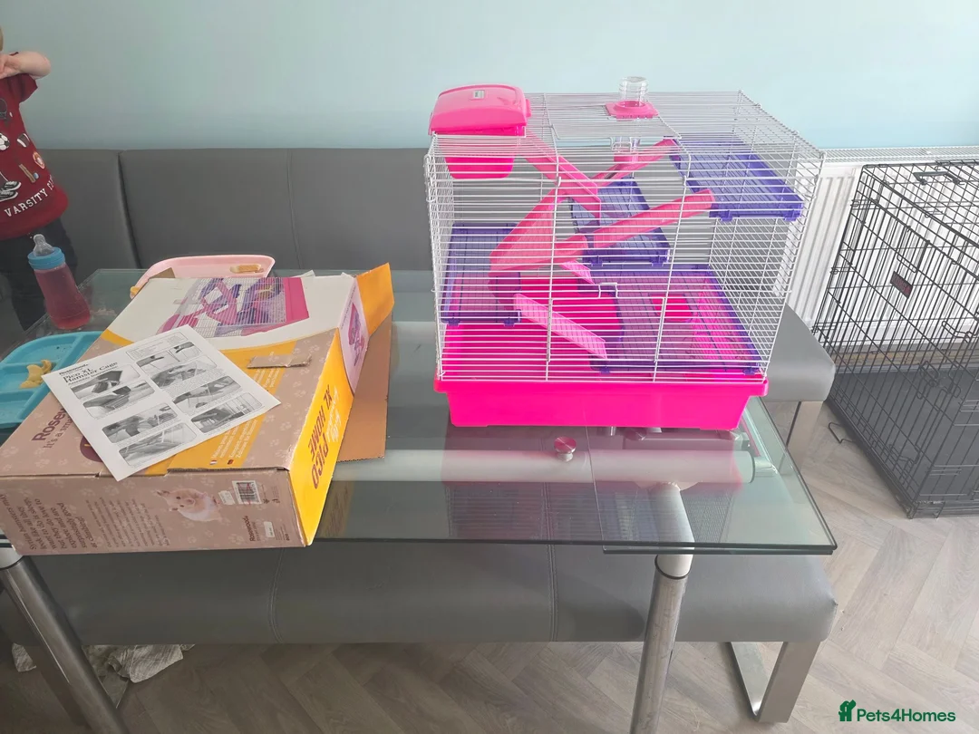 Hamster rodents for sale: Young Syrian hamster for sale - Advert 8
