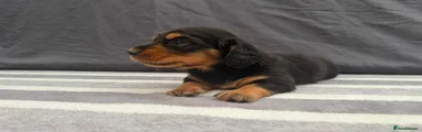 Miniature Dachshund 4