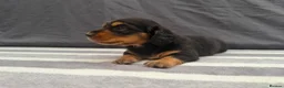 Miniature Dachshund dogs for sale: Longhair Miniature Dachshund - Advert 9