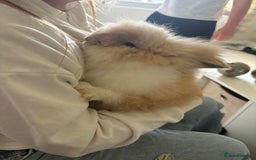 Lionhead rabbits for sale: lionhead still available 19/09/2025 - Image 1