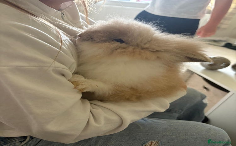 Lionhead rabbits - Advert 11