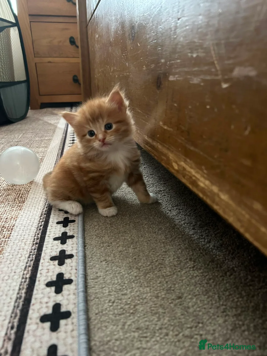 Mixed Breed cats for sale: Fluffy ginger white kitten  in Preston - Advert 6