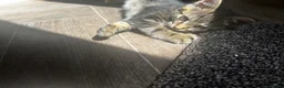 Mixed Breed cats for sale: 10 week old male kitten  - Advert 10