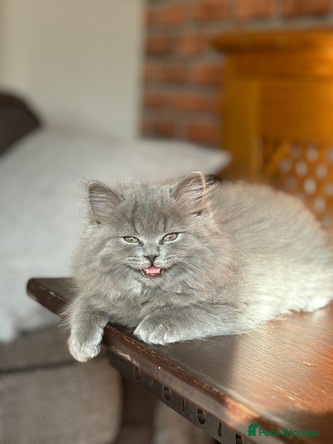 British Longhair cats for sale: Beautiful British Longhair Cat - Advert 4