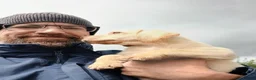 Labrador Retriever dogs for sale: pedigree Labrador puppys - Advert 6