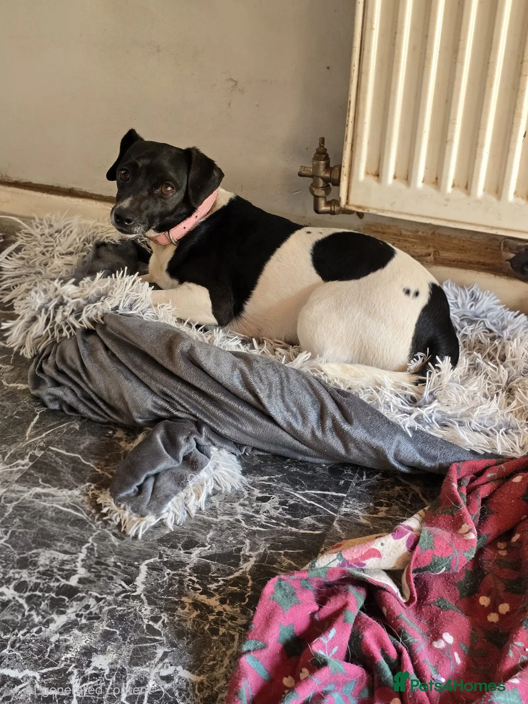 Jack Russell dogs for sale: Lola  in Telford - Advert 1