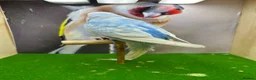Budgerigars birds for sale: Mixed budgies  - Advert 10