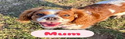 Cavalier King Charles Spaniel dogs for sale: 5 Beautiful Cavalier Puppies  in Stockport - Advert 18
