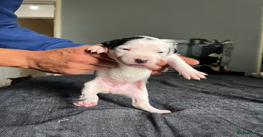 Mixed Breed dogs - Advert 8