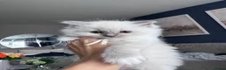 Ragdoll cats for sale: Stunning GCCF Registered Ragdoll Kitten - Advert 15