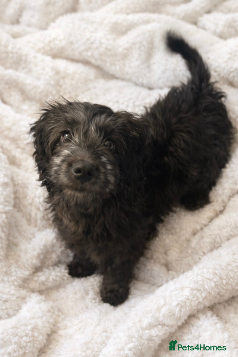 Cockapoo dogs F2  Beautiful Girl cockapoo left - Advert 1