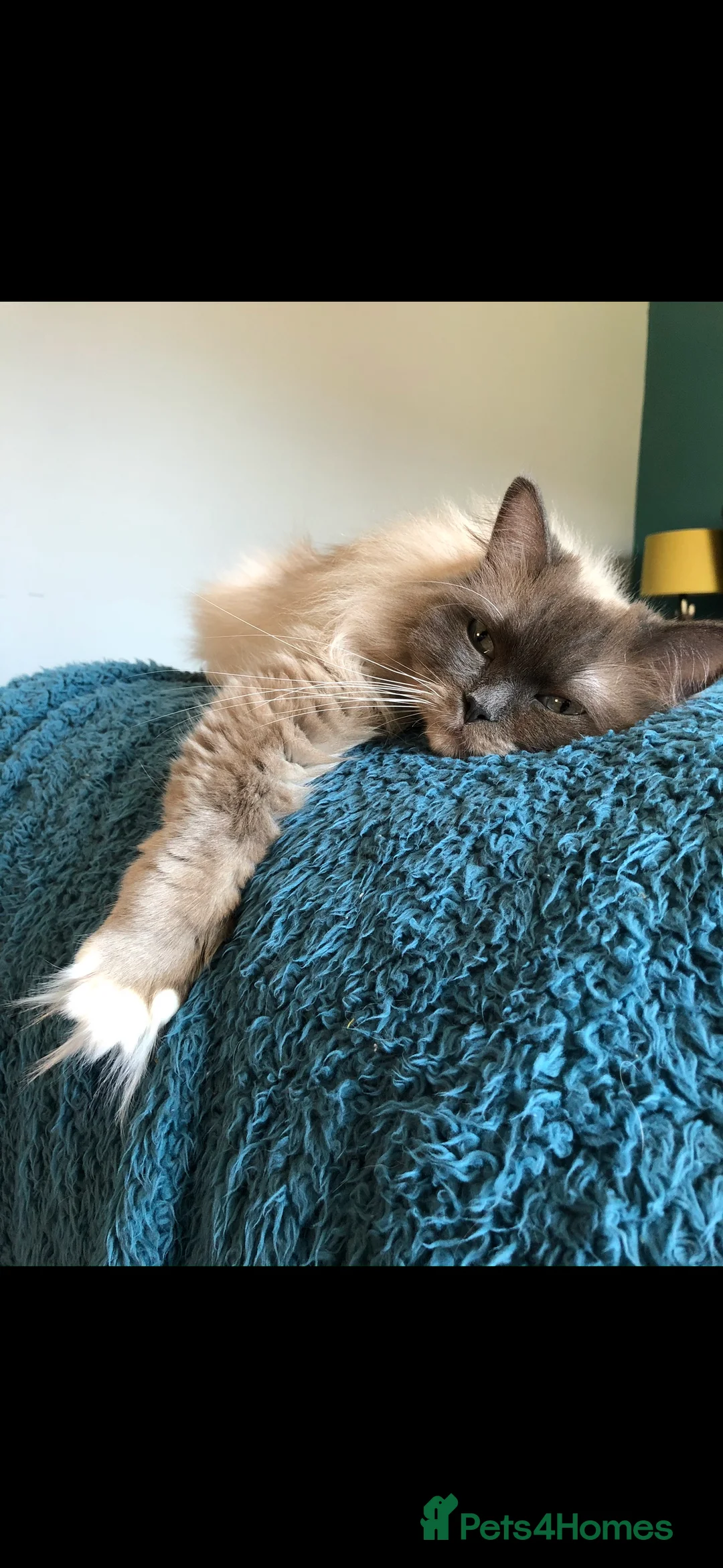 Ragdoll cats for sale: 2 adult Ragdoll cats looking for new hone - Advert 2