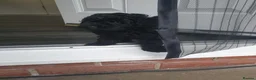 Toy Poodle dogs for sale: Last boy all black  in Hull - Advert 4