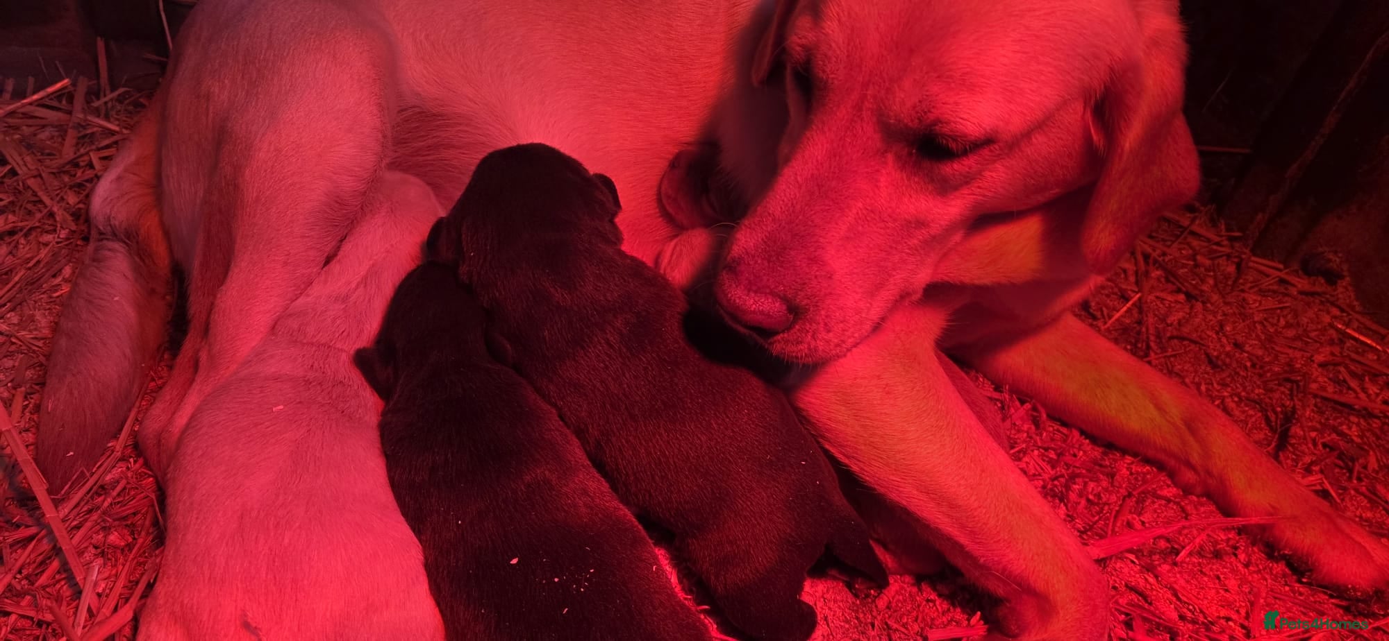 Labrador Retriever dogs 🔥 KC Registered Labrador Puppies🔥 - Advert 2