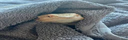Bearded Dragon reptiles for sale: Henry is looking for a new loving home. in Taunton - Advert 2