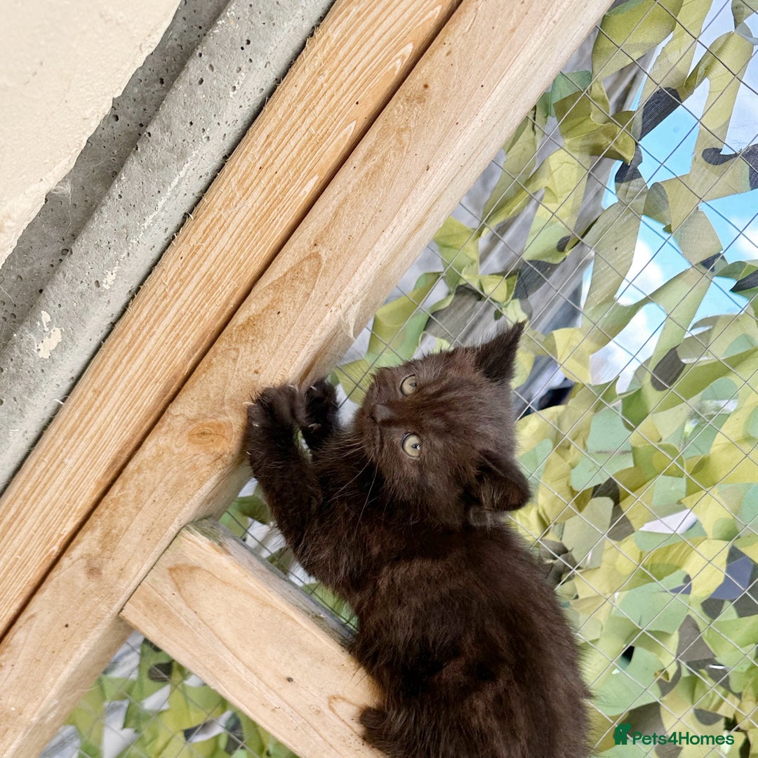 Scottish Fold cats for sale: REDUCED! QUICK SALE! Fluffy Scottish Straight ❤️  - Image 10
