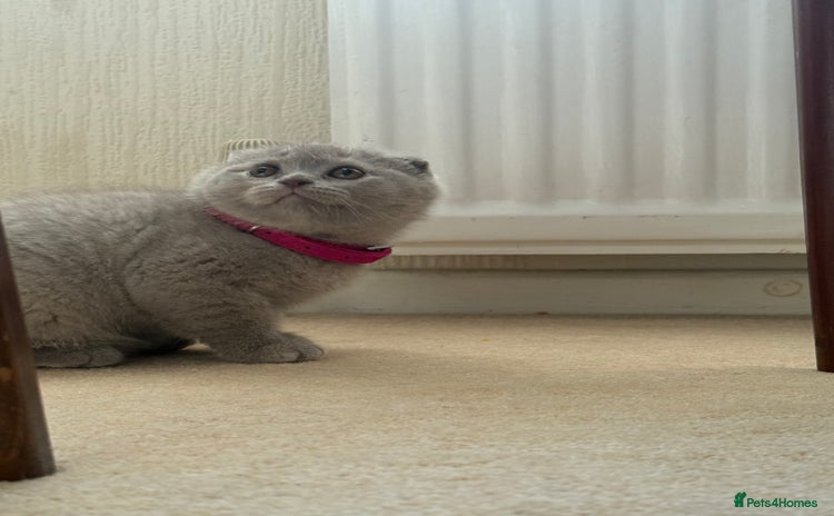 Scottish Fold cats - Advert 4
