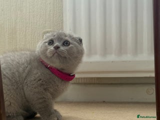 Scottish Fold cats - Advert 1