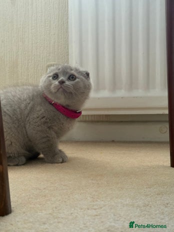 Scottish Fold cats - Advert 3