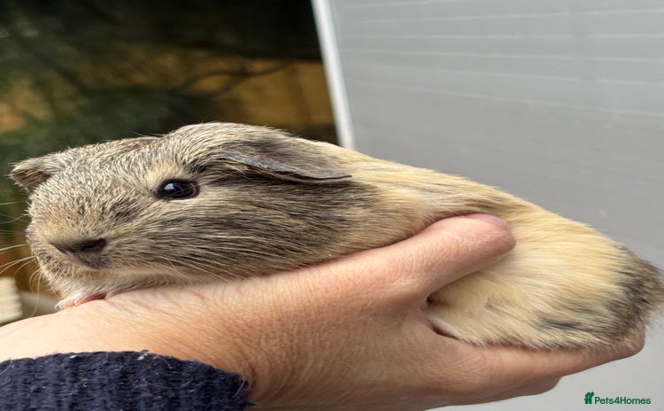 Guinea Pig rodents - Advert 1