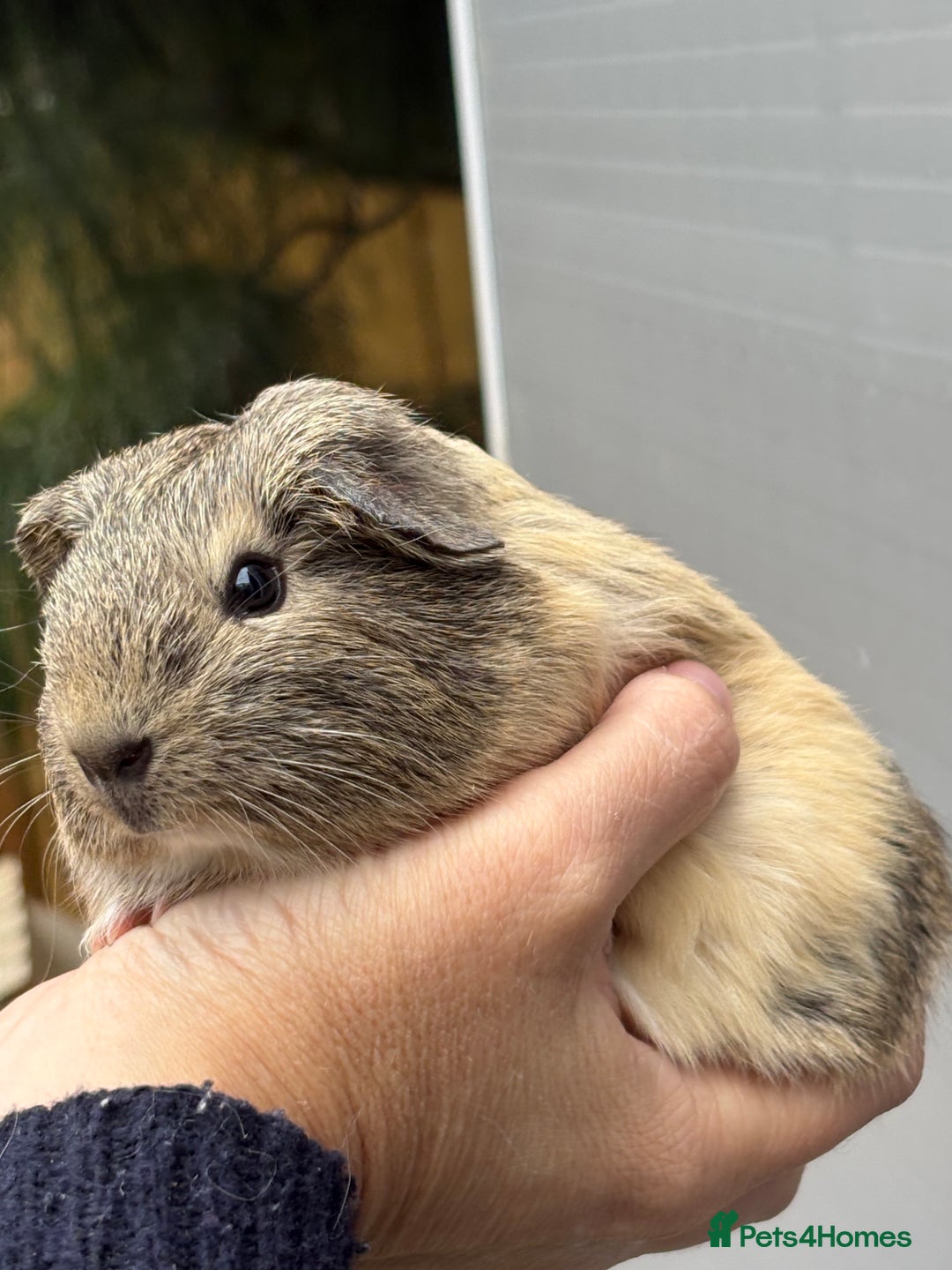 Guinea Pig rodents for sale: Lovely piggies, sheltie, Rex and Peruvian  - Image 1
