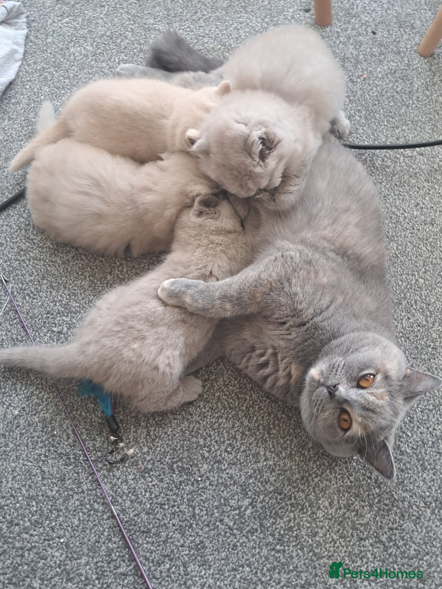 British Shorthair cats Chunky BSH kitten.PET ONLY - Advert 2