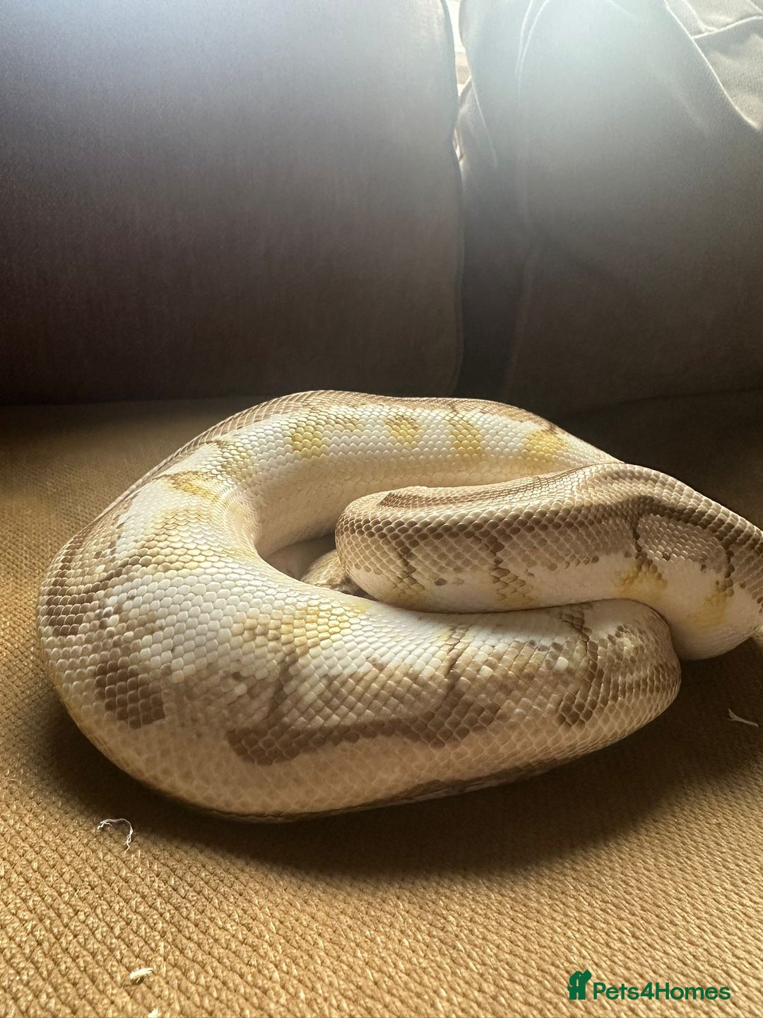 Python Snake reptiles for sale: 🐍 Ball Pythons for Sale – Collection Nottingham  - Image 14