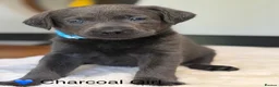 Labrador Retriever dogs for sale: Stunning Silver/Charcoal Labrador pups - Advert 4