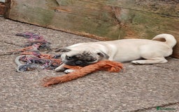 Pug dogs for sale: 4 beautiful Pug puppies for sale. - Image 10