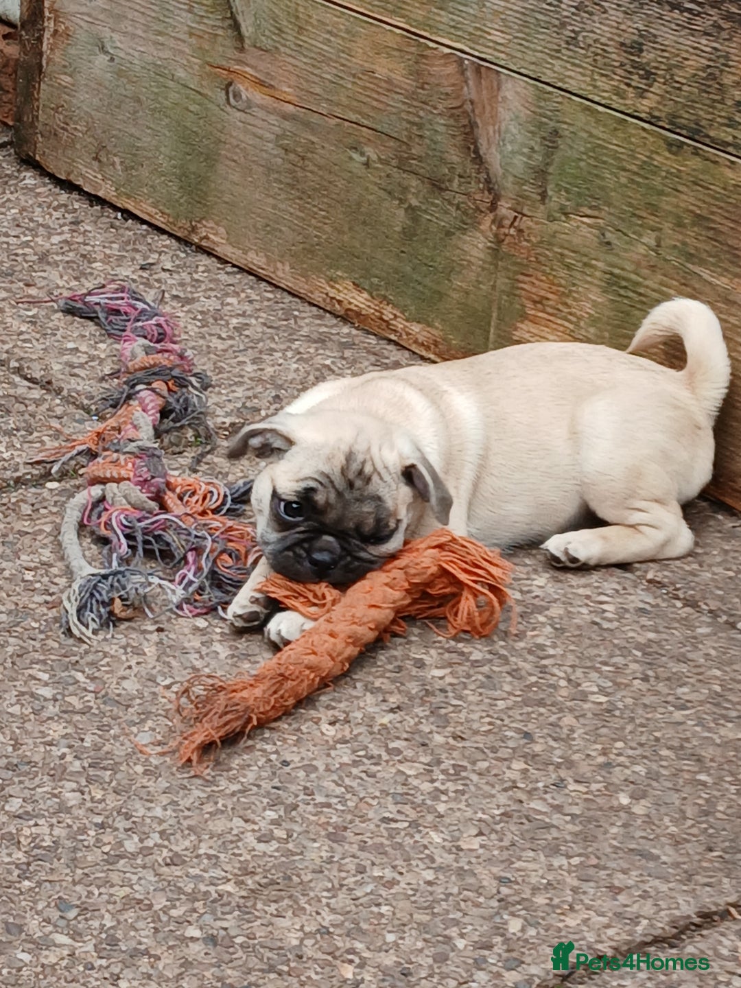 Pug dogs for sale: 4 beautiful Pug puppies for sale. - Image 10