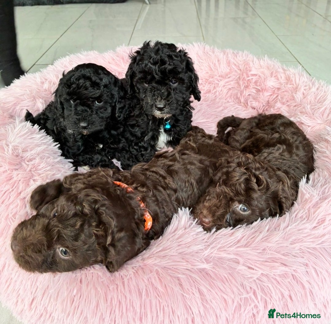 Cockapoo dogs for sale: Miniature cockapoos - Advert 18