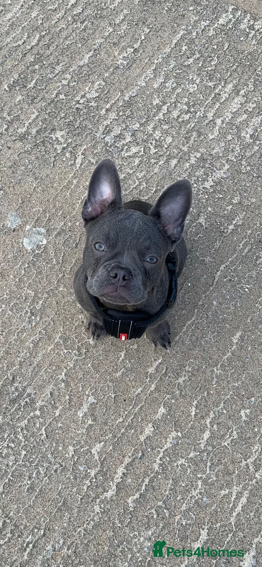 French Bulldog dogs for sale: Luna beautiful blue frenchie  - Advert 1