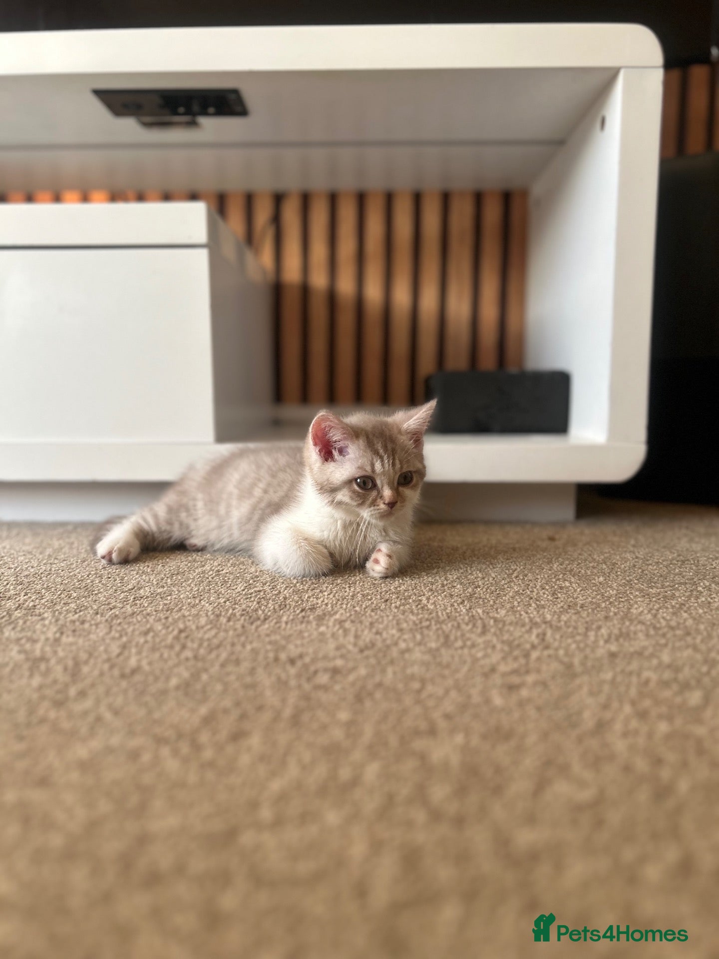 Scottish Fold cats For sale Scottish fold kitties  - Advert 2