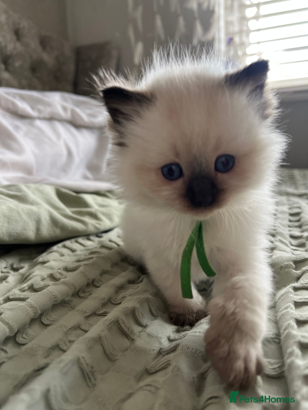 Ragdoll cats for sale: **LAST BOY** CHUNKY RAGDOLL KITTENS FOR SALE - Advert 22