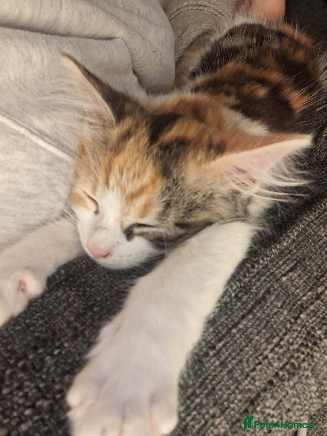 Mixed Breed cats for sale: Stunning long haired Calico girl - Image 4