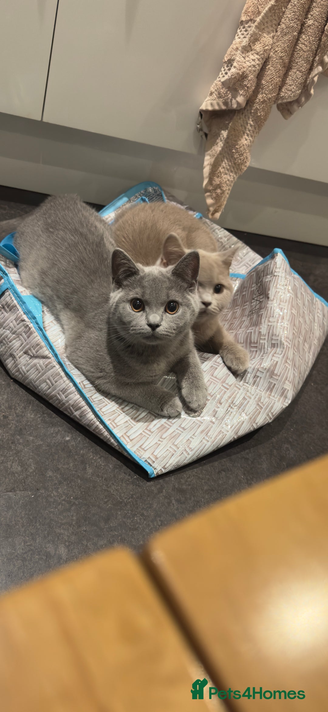 British Shorthair cats for sale: Adorable British Shorthair Kittens Family-Friendly - Advert 14